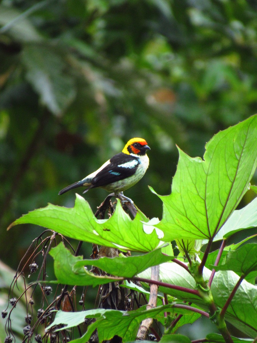 Flame-faced Tanager (Flame-faced) - ML610739807