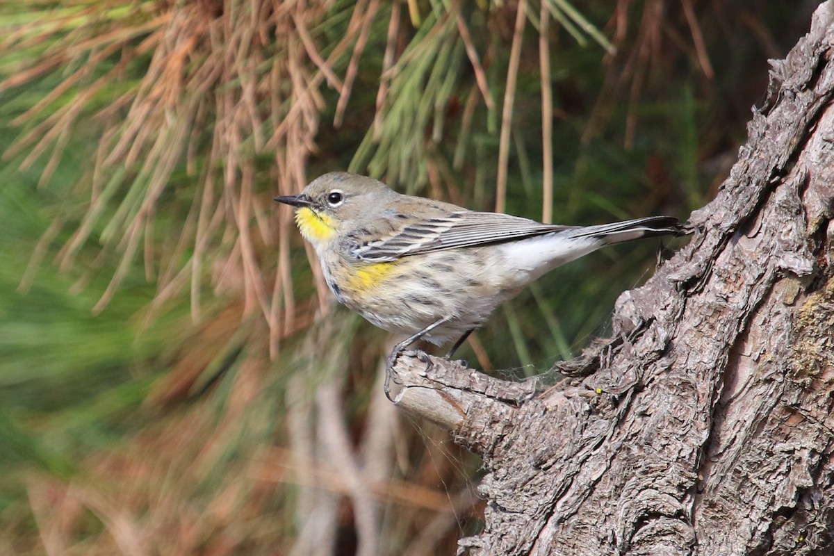 Yellow-rumped Warbler (Audubon's) - ML610739925