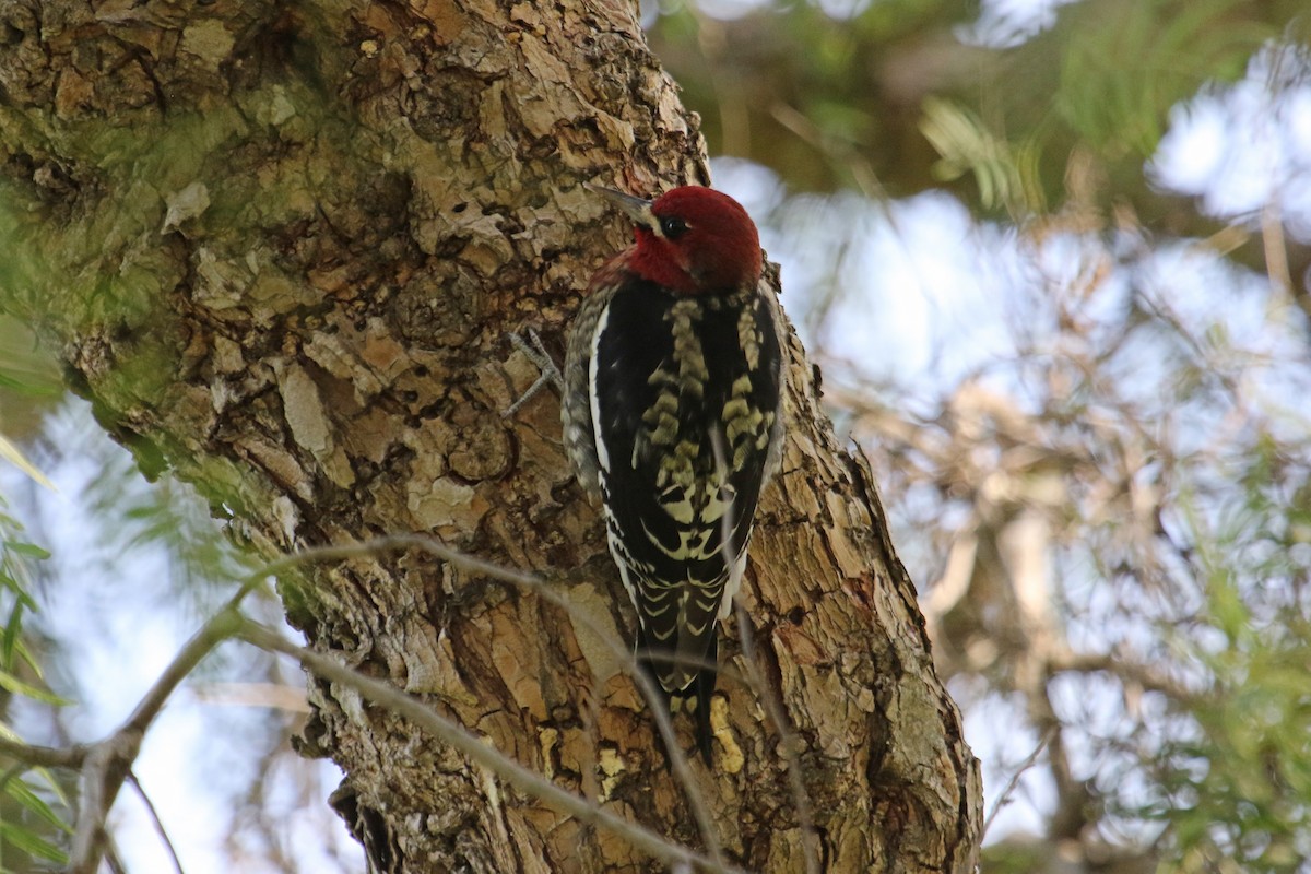 Red-breasted Sapsucker - ML610739939