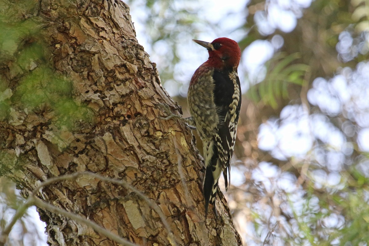 Red-breasted Sapsucker - ML610739941