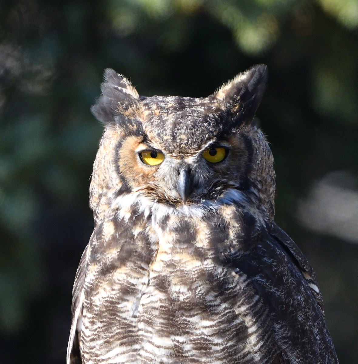 Great Horned Owl - ML610739992