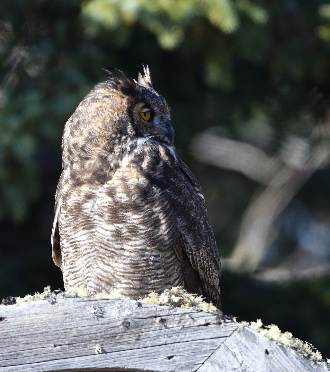 Great Horned Owl - ML610739993