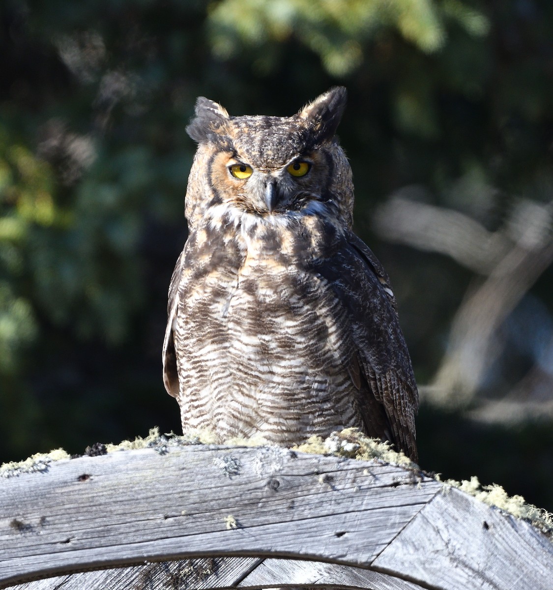 Great Horned Owl - ML610739994