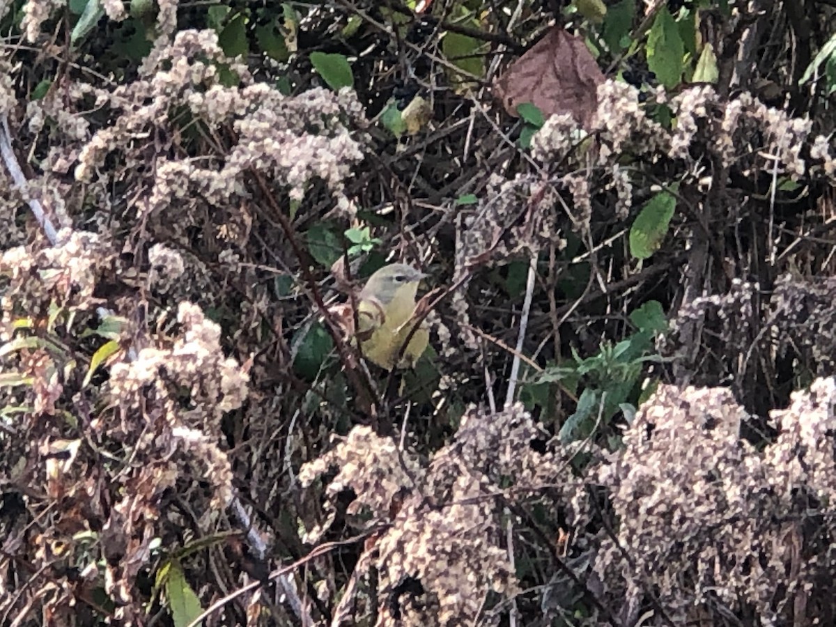 Orange-crowned Warbler - ML610740152