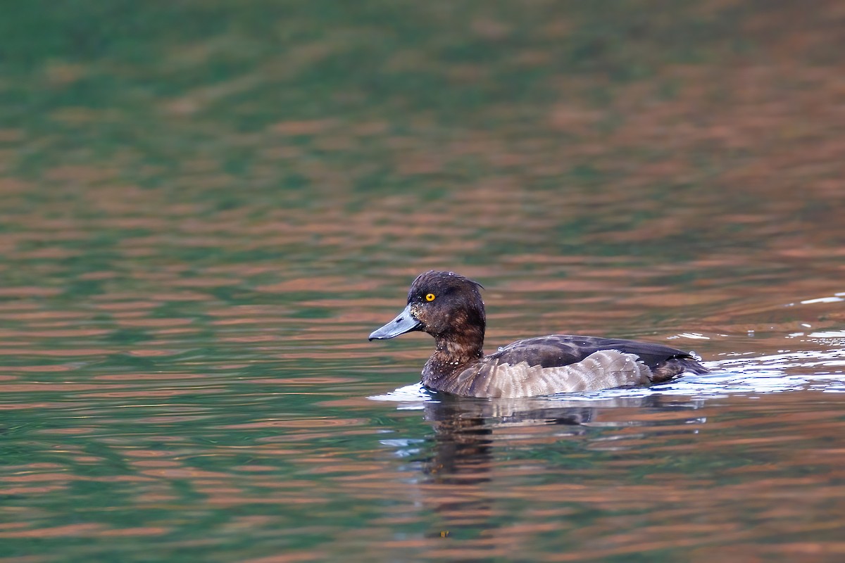 Tufted Duck - ML610740355