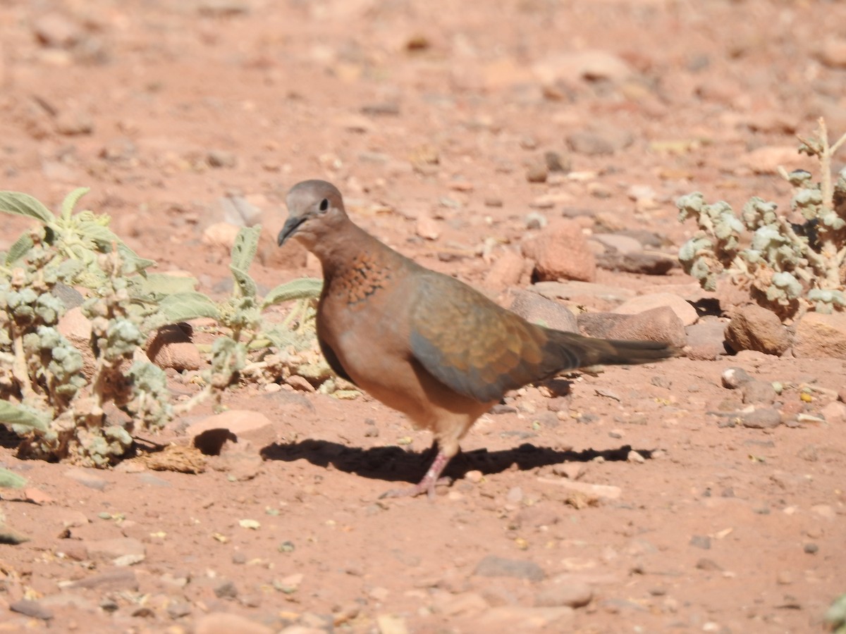 Laughing Dove - ML610740389