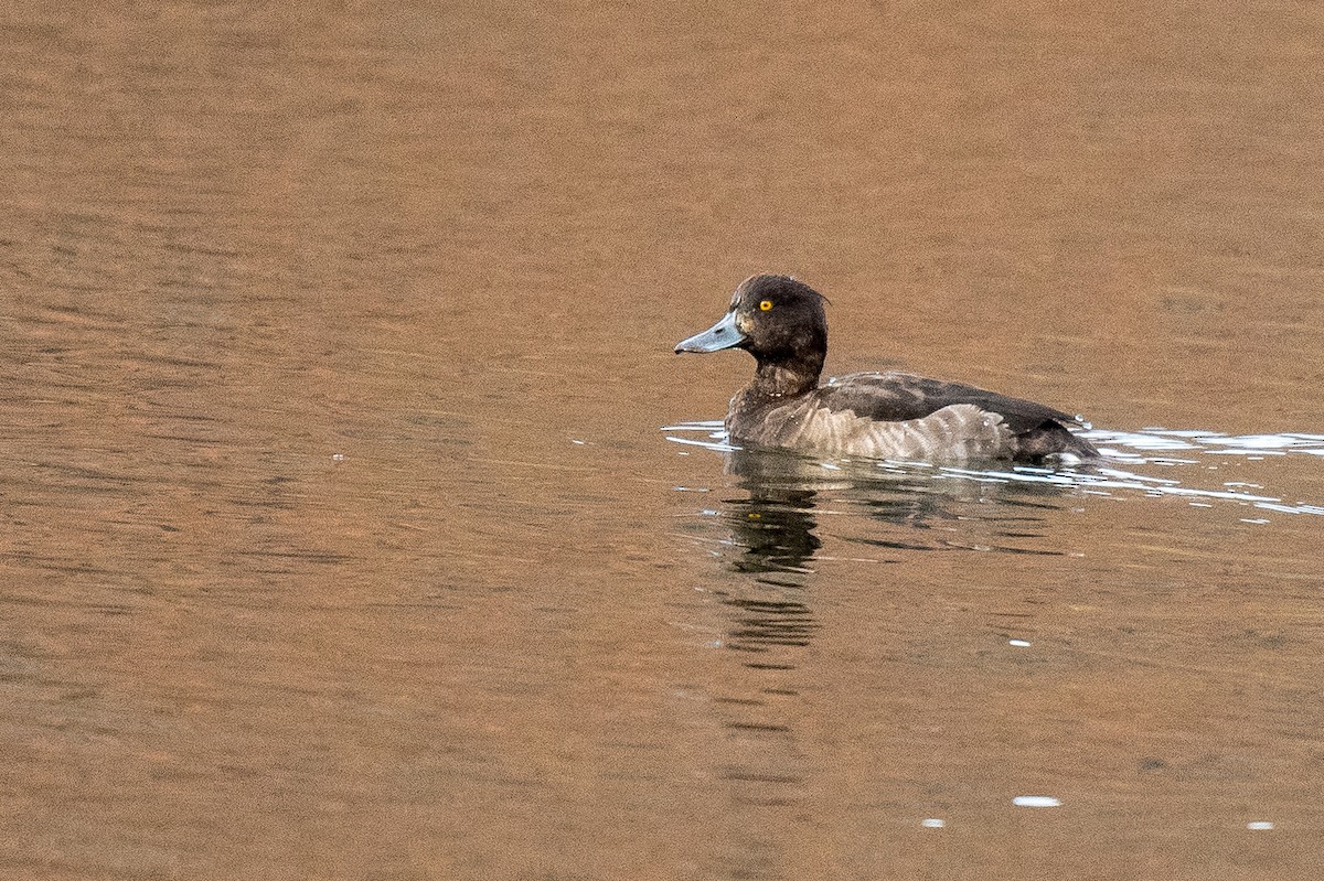 Tufted Duck - ML610740499