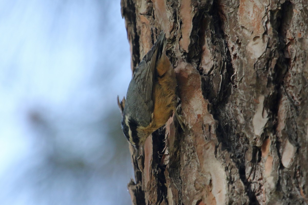Red-breasted Nuthatch - ML610740577
