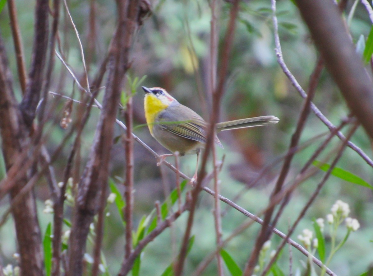 Rufous-capped Warbler - ML610740806