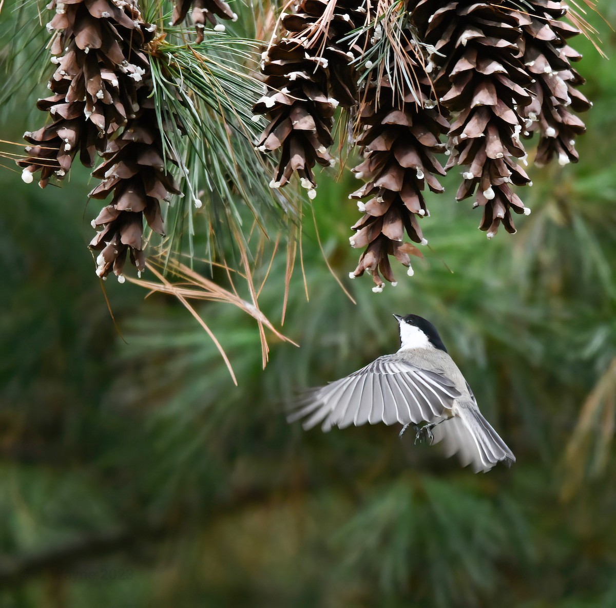 Ebird Checklist Nov Moraine Sp Sunken Garden Trail Species