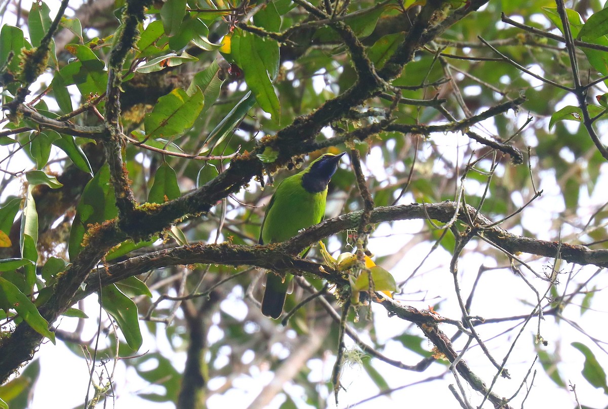 Sumatran Leafbird - ML610741283