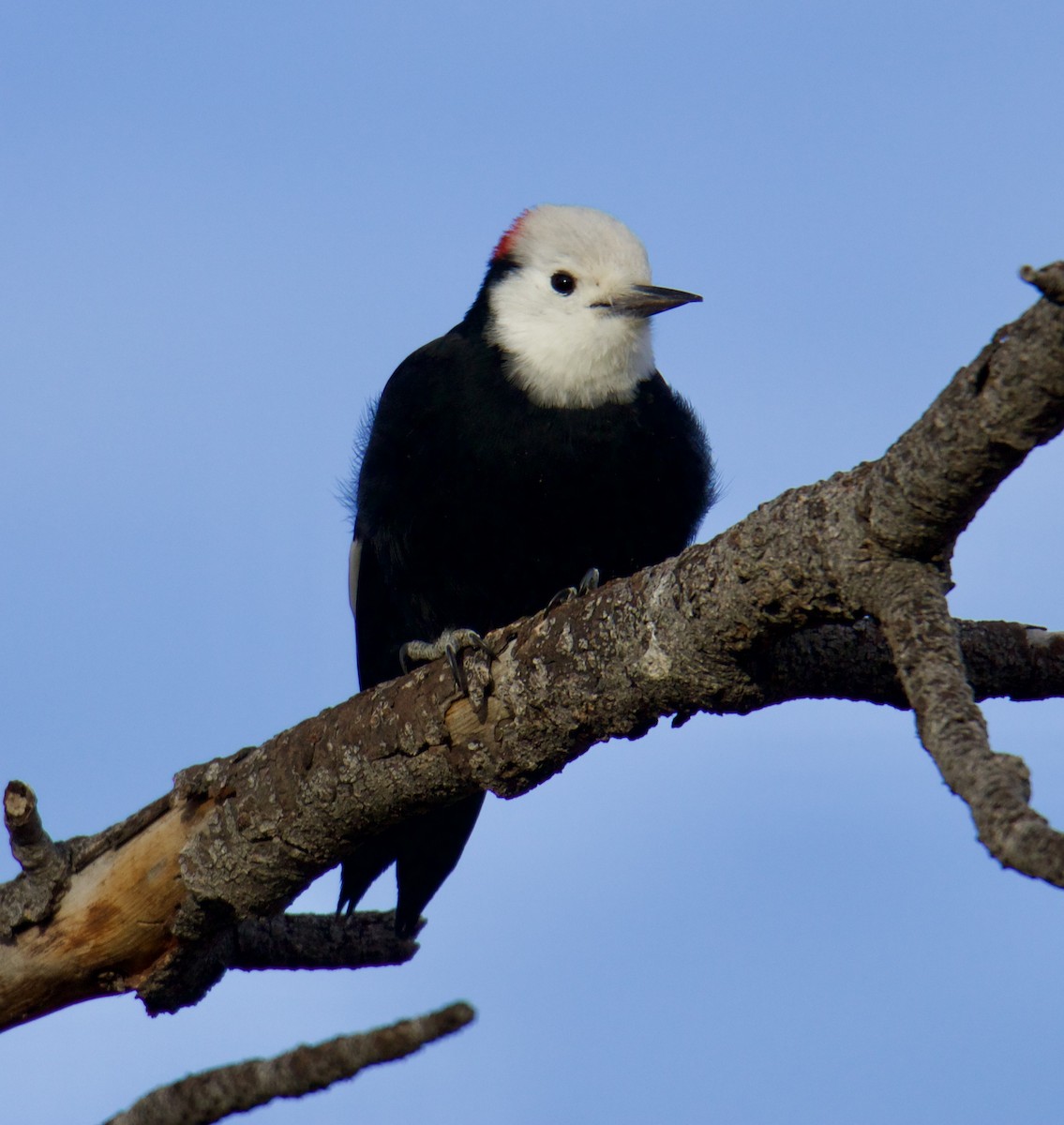 White-headed Woodpecker - ML610741370