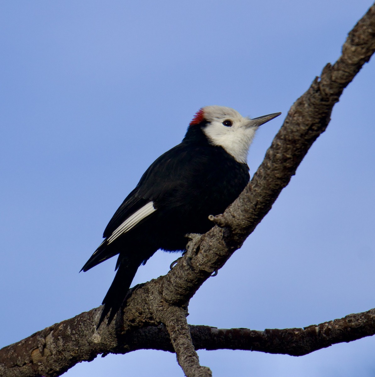 White-headed Woodpecker - ML610741371