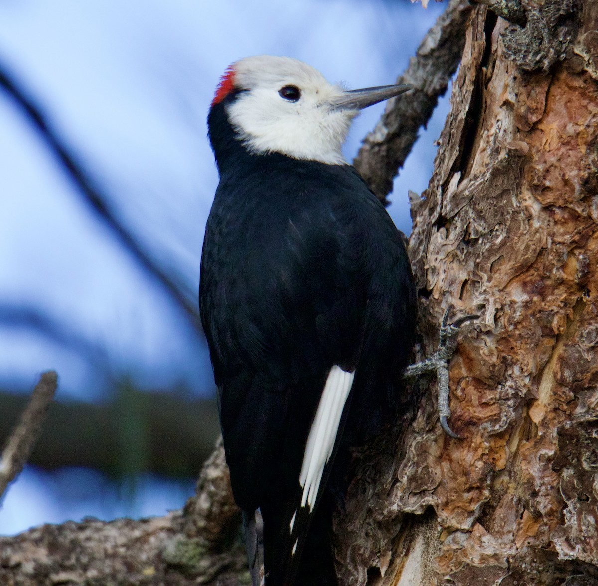 White-headed Woodpecker - ML610741372