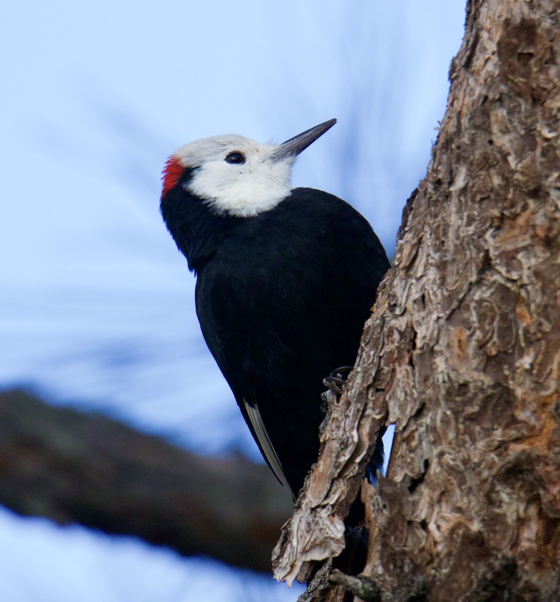 White-headed Woodpecker - Jordan Juzdowski