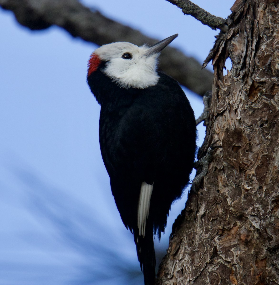 White-headed Woodpecker - ML610741375