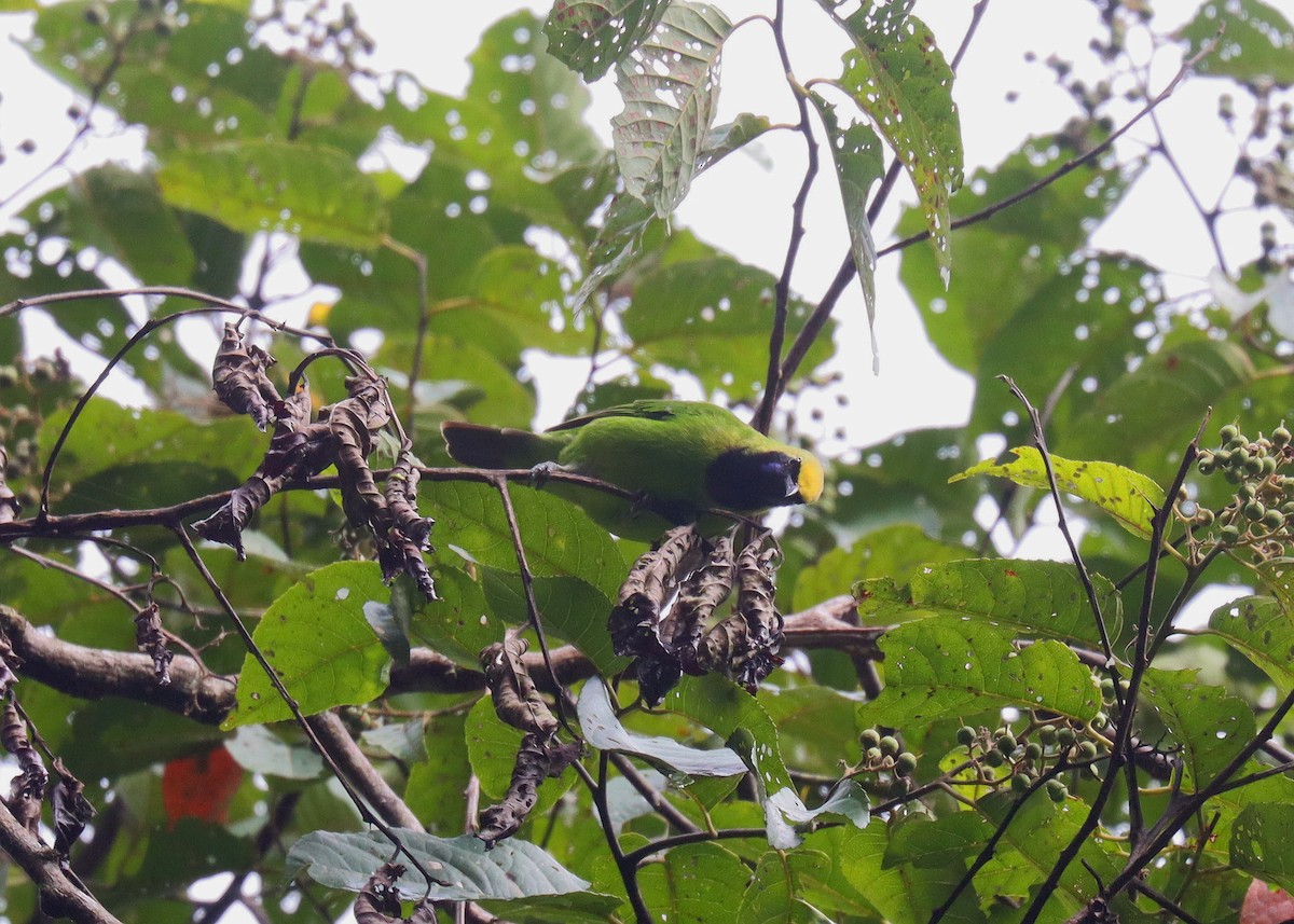Sumatran Leafbird - ML610741416