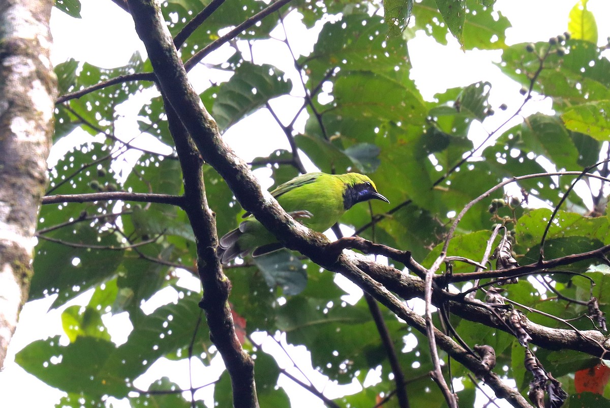 Sumatran Leafbird - ML610741433