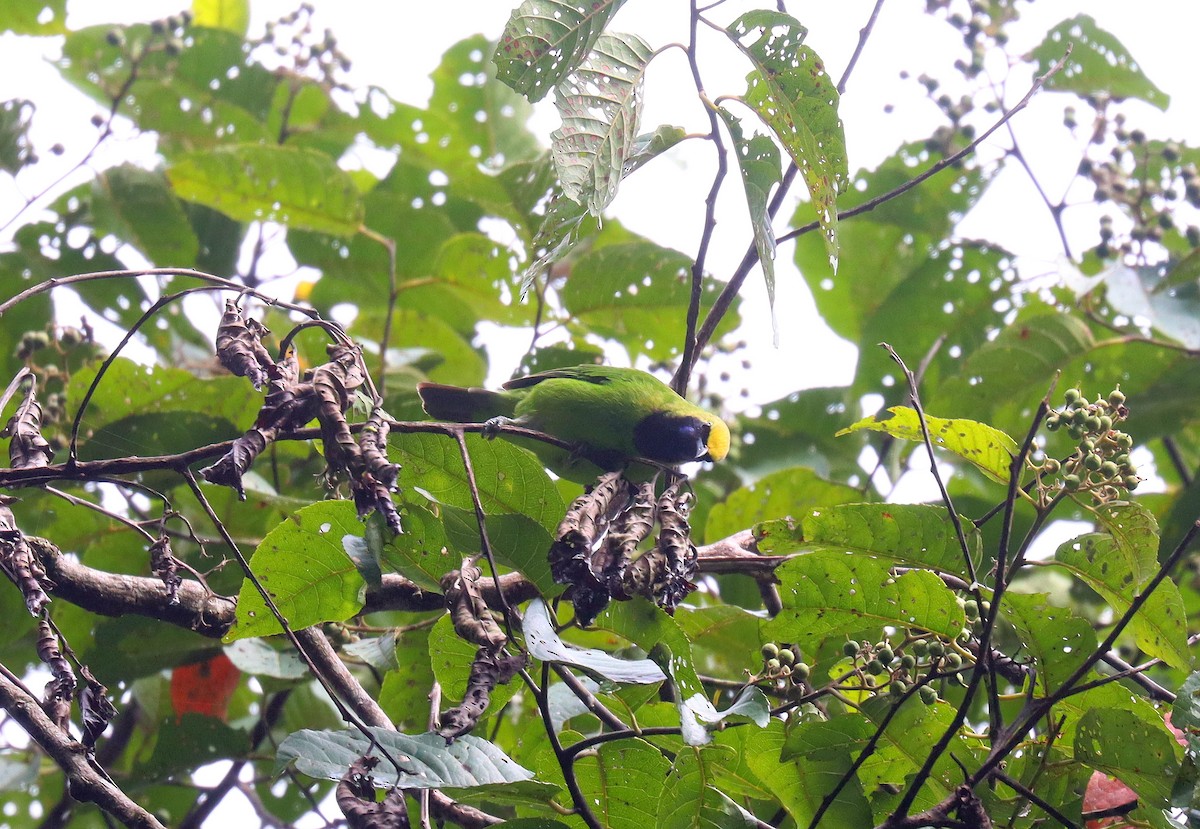 Sumatran Leafbird - ML610741645