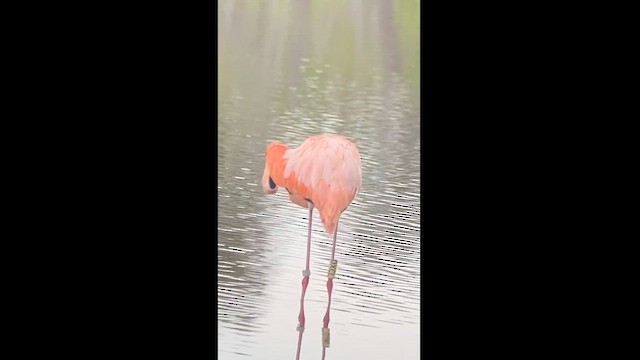American Flamingo - ML610741681