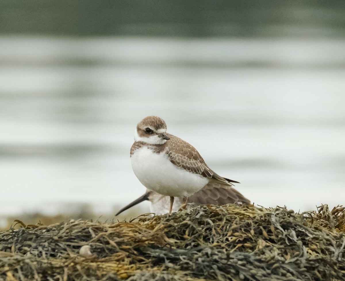 Semipalmated Plover - Kerry Diskin