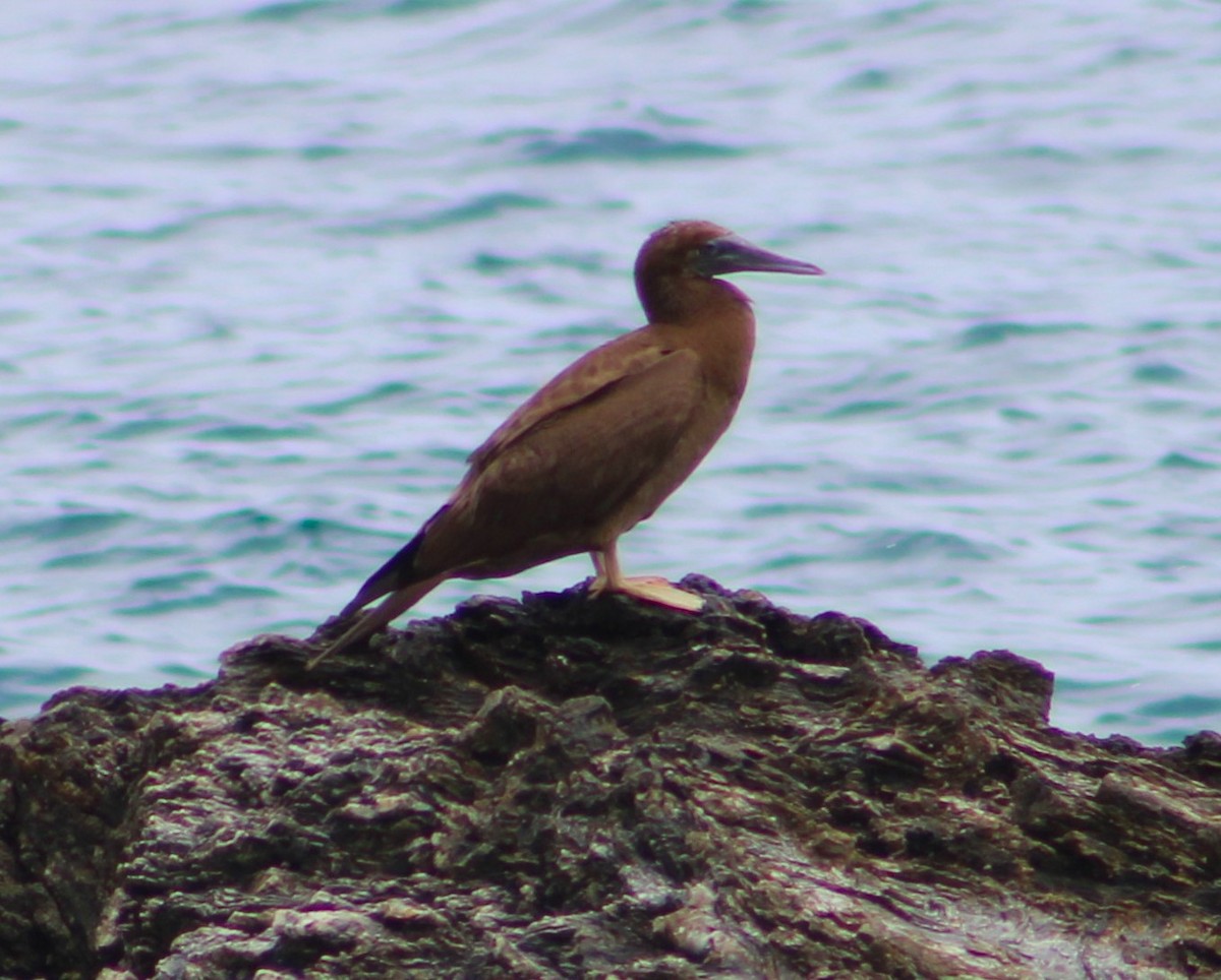 Brown Booby - ML610741699