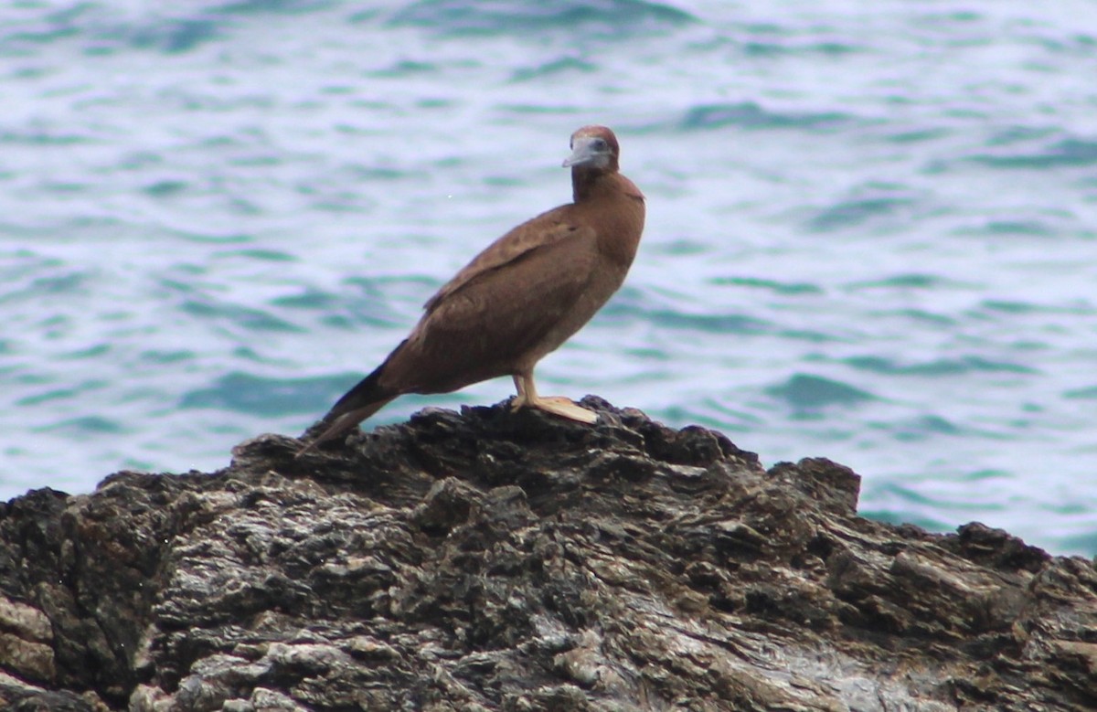 Brown Booby - ML610741706