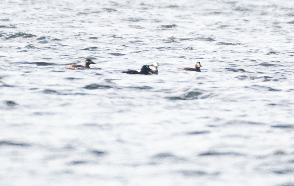 Long-tailed Duck - ML610741718