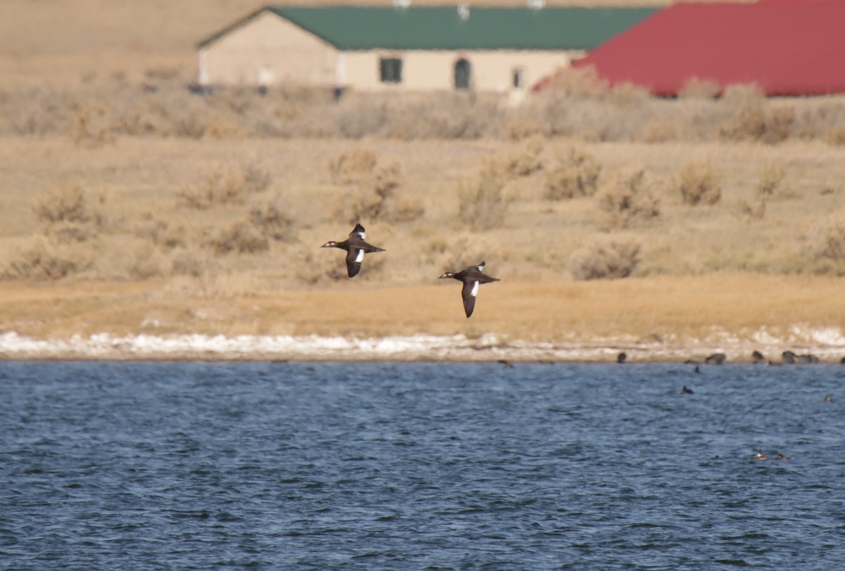eBird Checklist 4 Nov 2023 Laramie Plains LakesTwin Buttes Lake