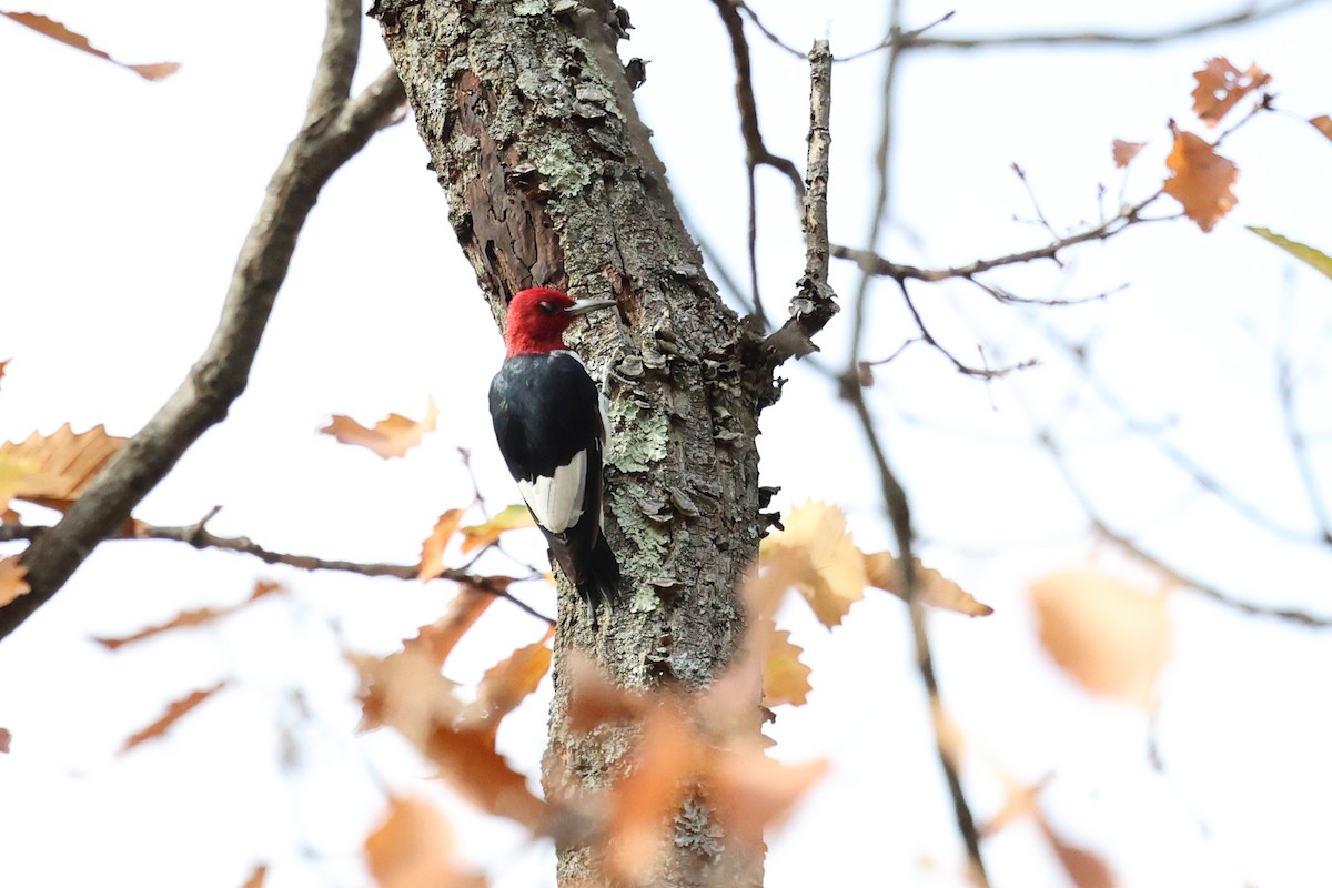 Red-headed Woodpecker - ML610742412