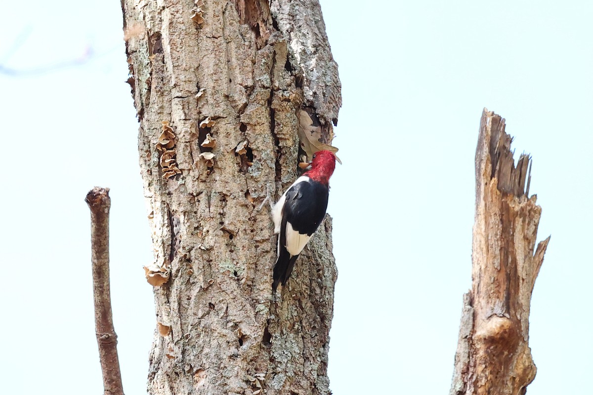 Red-headed Woodpecker - ML610742413
