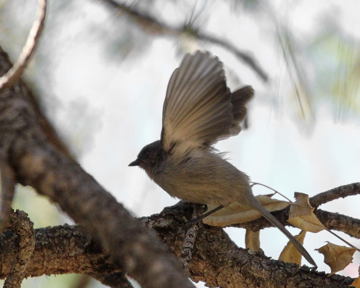 Ebird Checklist Nov Oak Creek Canyon Cave Springs Cg Species Other Taxa