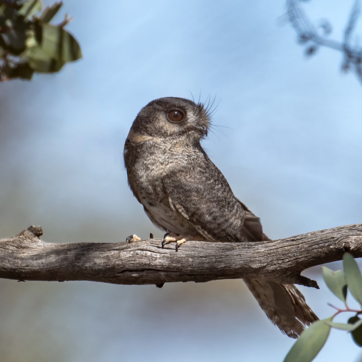 Australian Owlet-nightjar - ML610742907