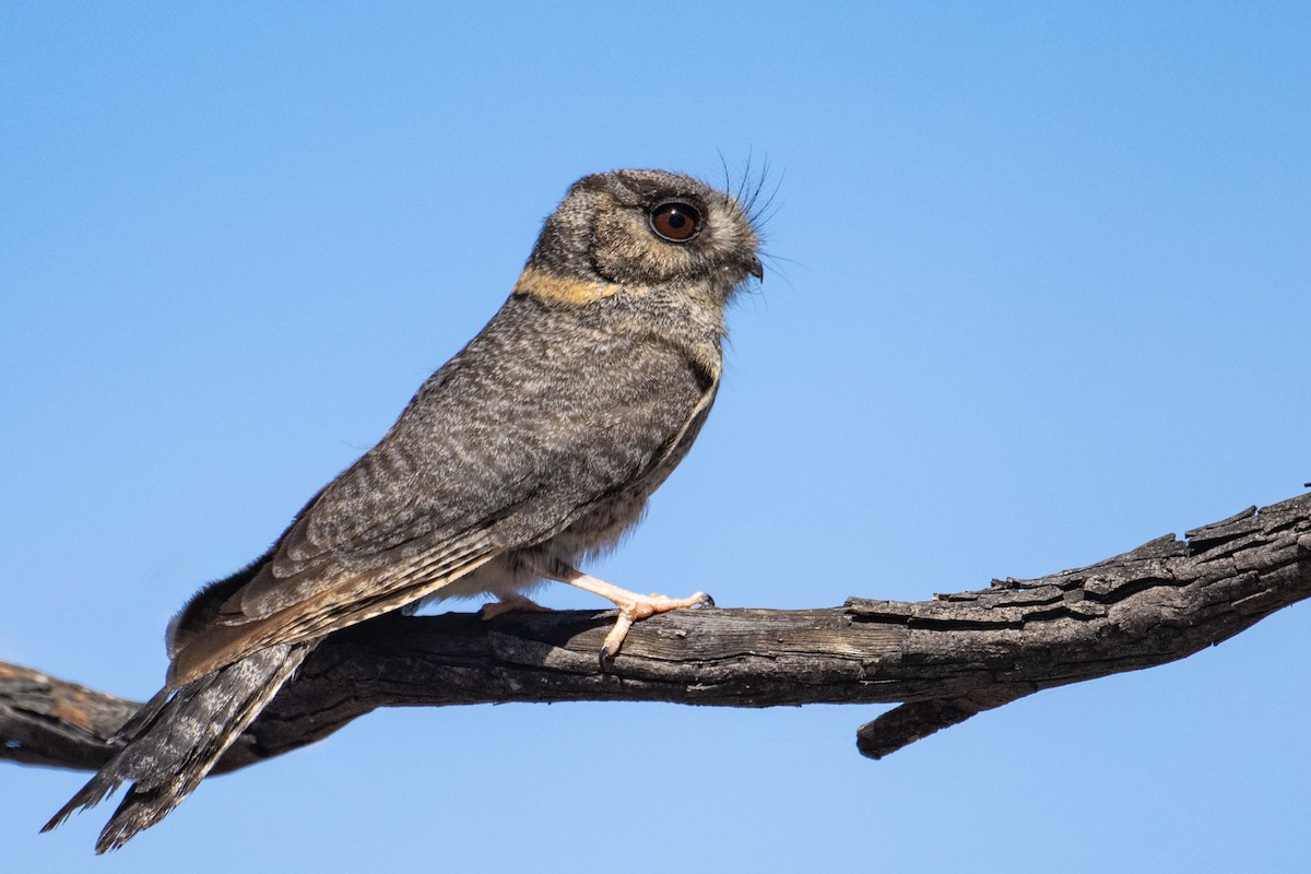 Australian Owlet-nightjar - ML610742908