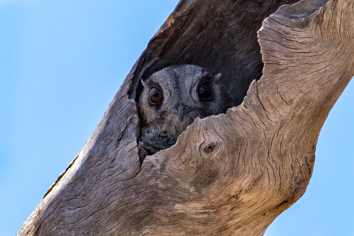 Australian Owlet-nightjar - ML610742909