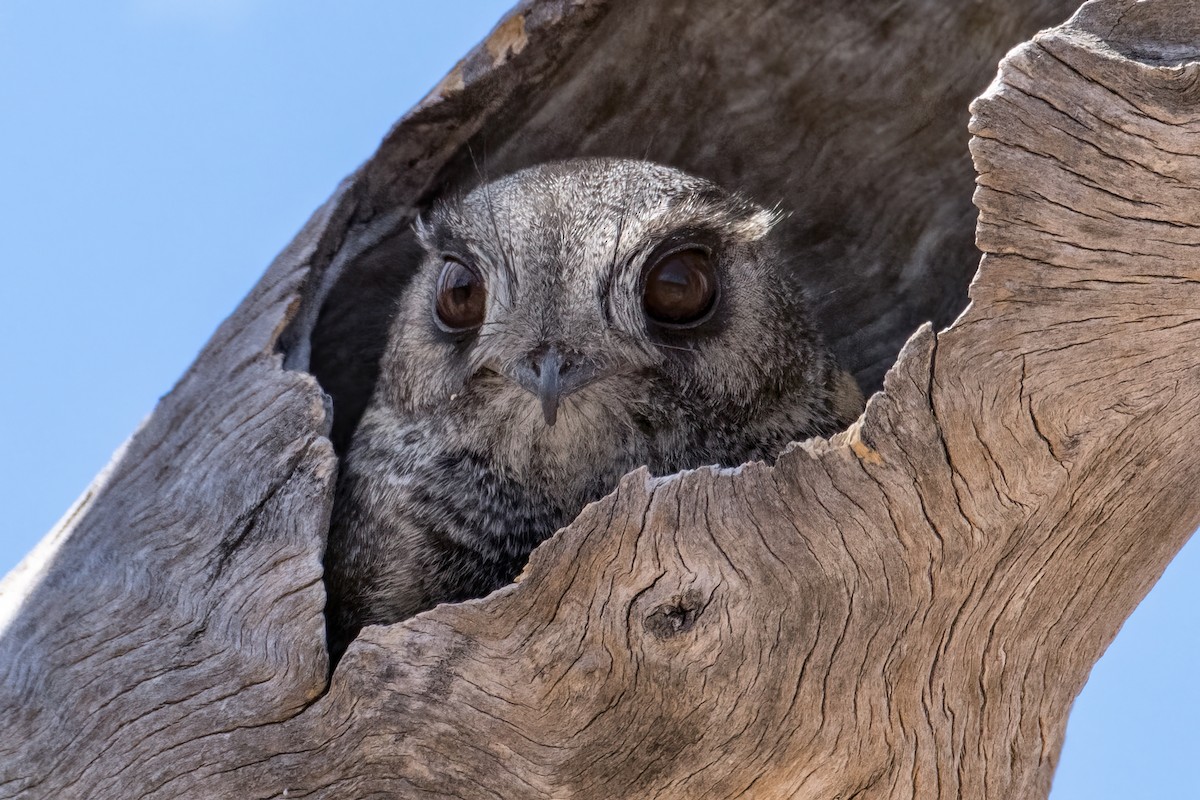 Australian Owlet-nightjar - ML610742910