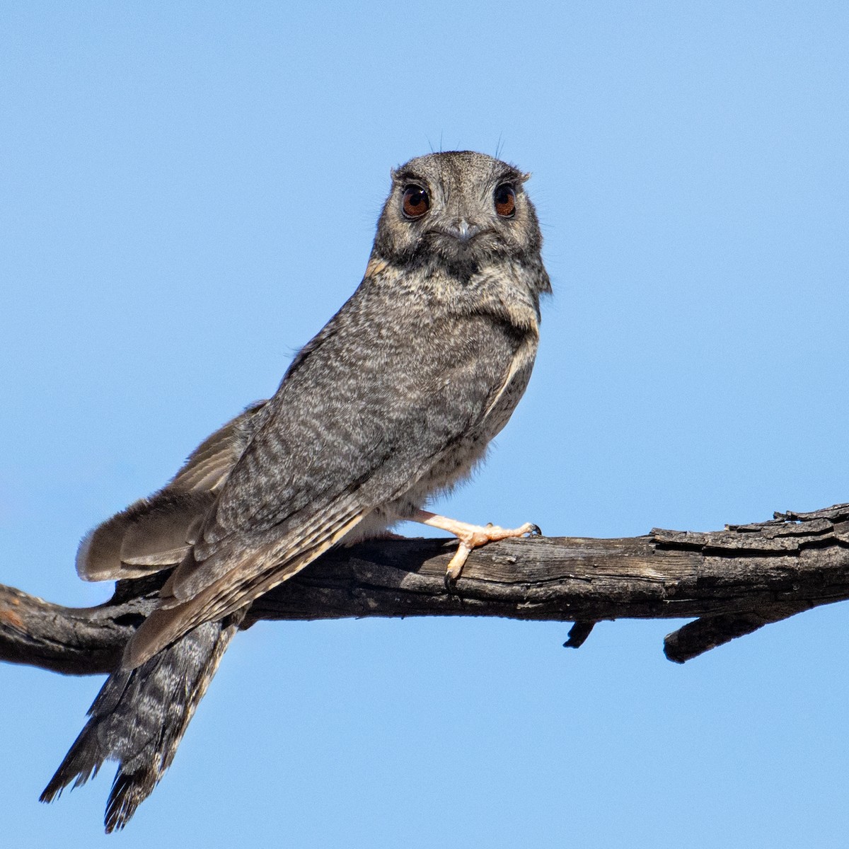 Australian Owlet-nightjar - ML610742911