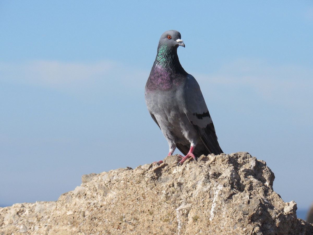 Pigeon biset (forme domestique) - ML610743209