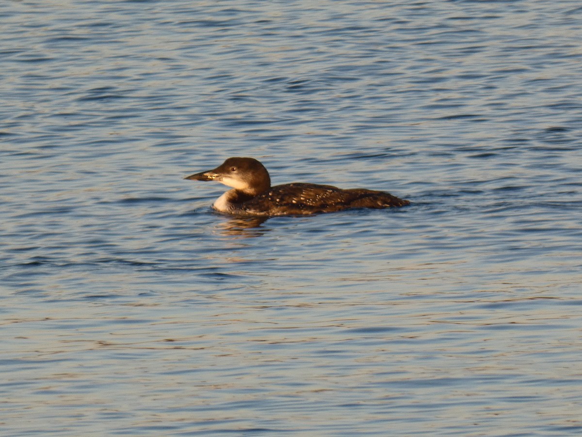 Common Loon - Cory Ross