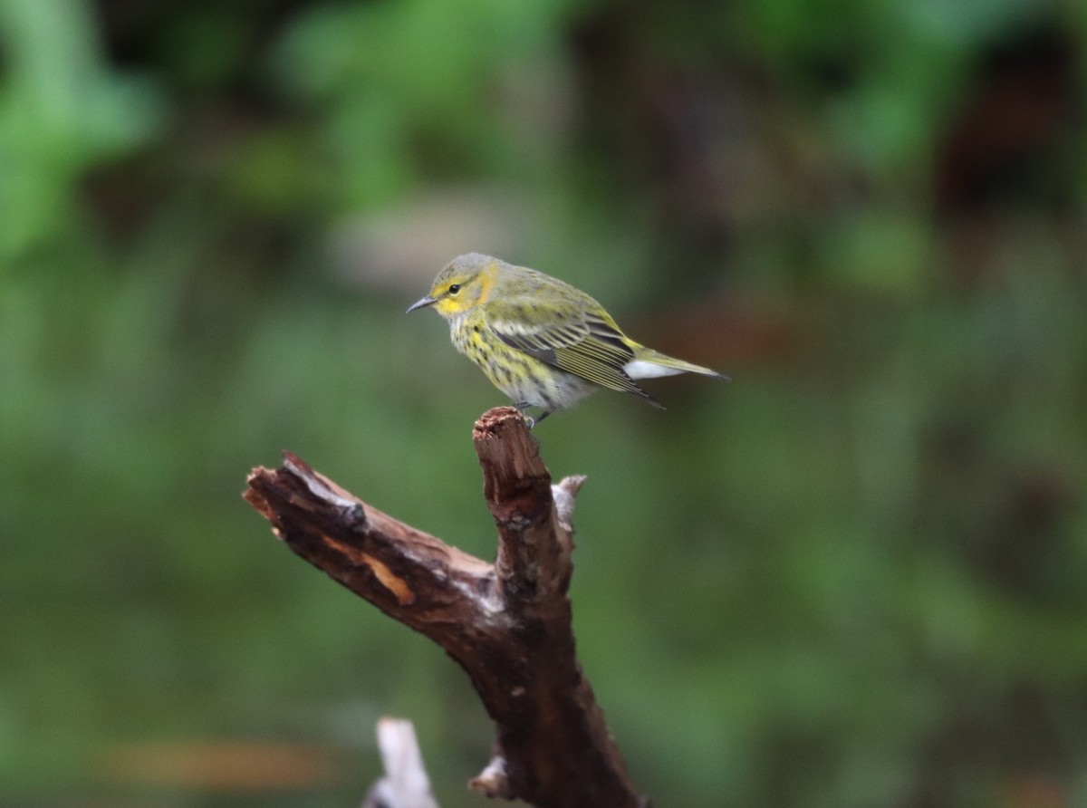 Cape May Warbler - ML610743268