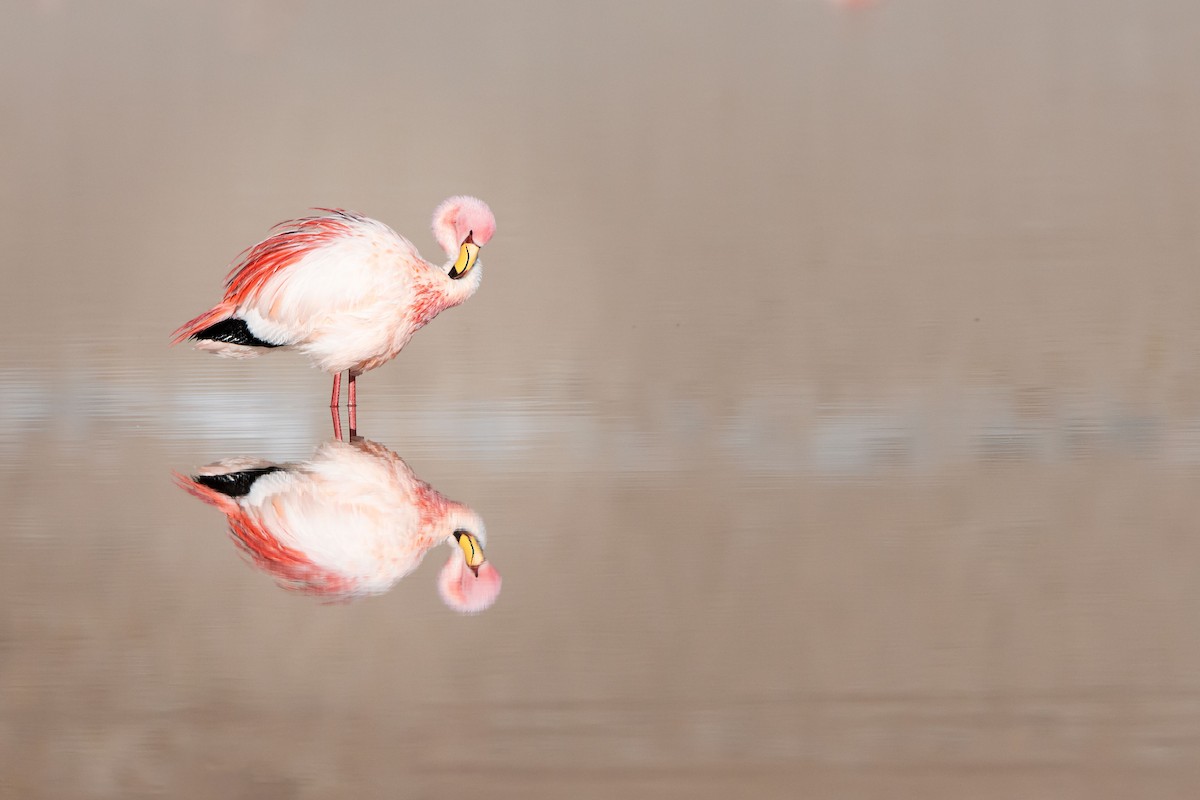 Puna Flamingosu - ML610743354