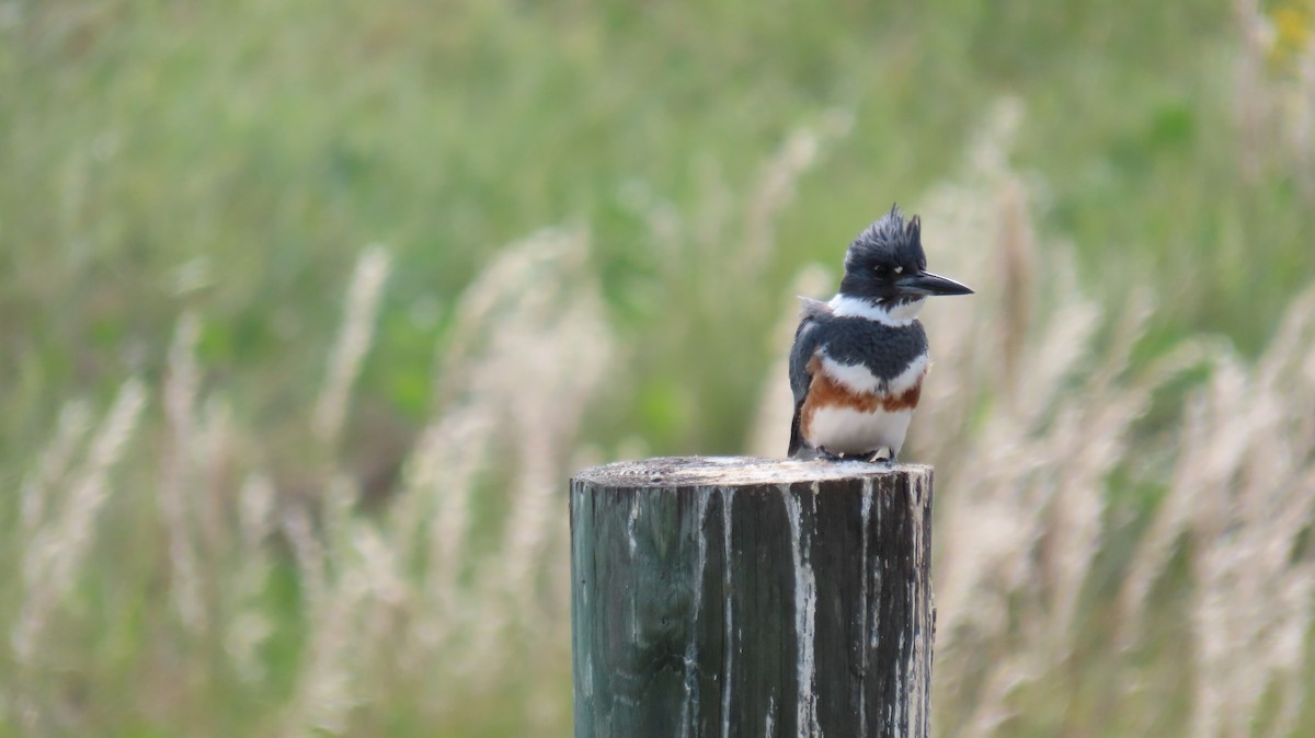 Belted Kingfisher - ML610743364