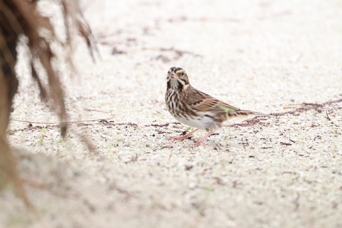 Savannah Sparrow - ML610743387
