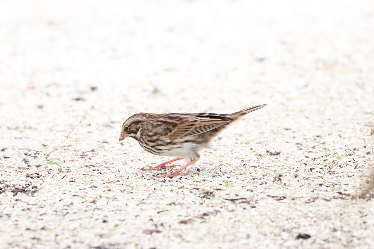 Savannah Sparrow - ML610743389