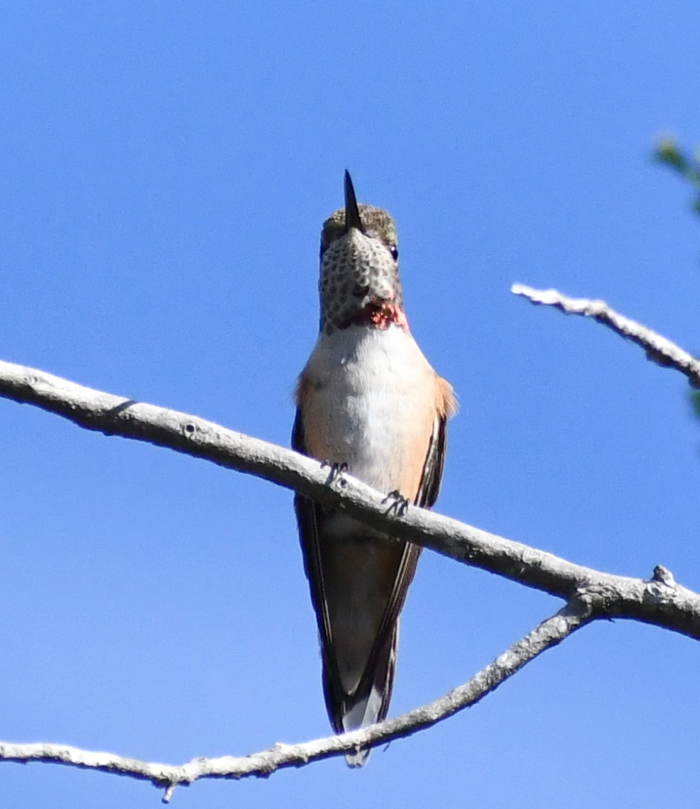 Broad-tailed Hummingbird - ML610743579
