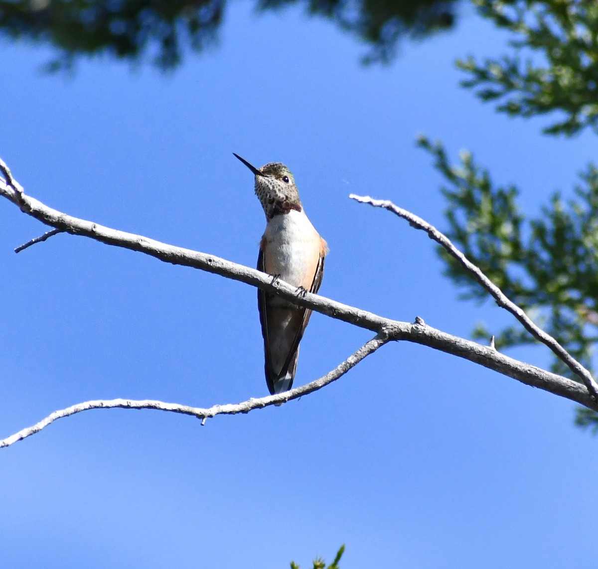 Broad-tailed Hummingbird - ML610743580