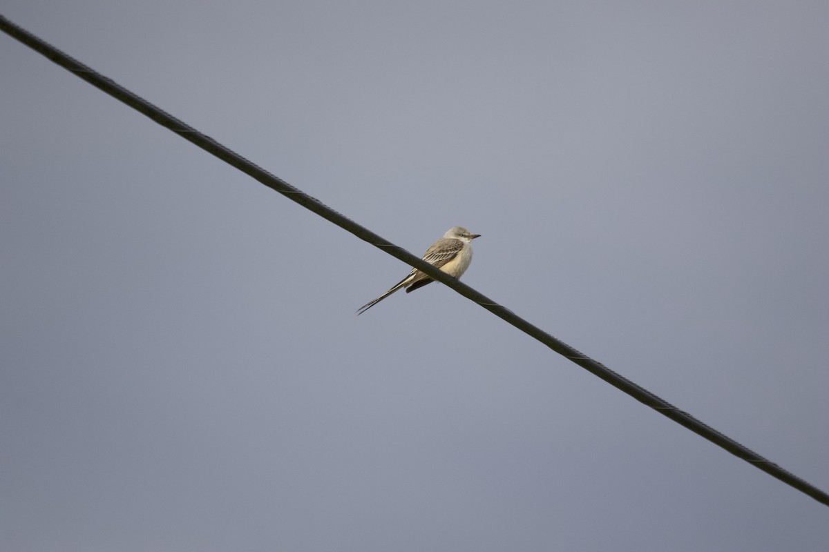 Scissor-tailed Flycatcher - ML610743909
