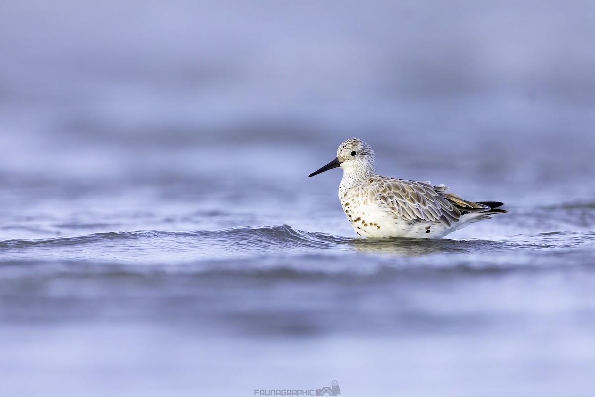 Great Knot - ML610744360