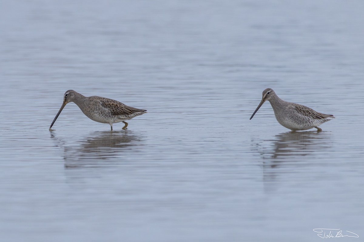 Long-billed Dowitcher - ML610744466