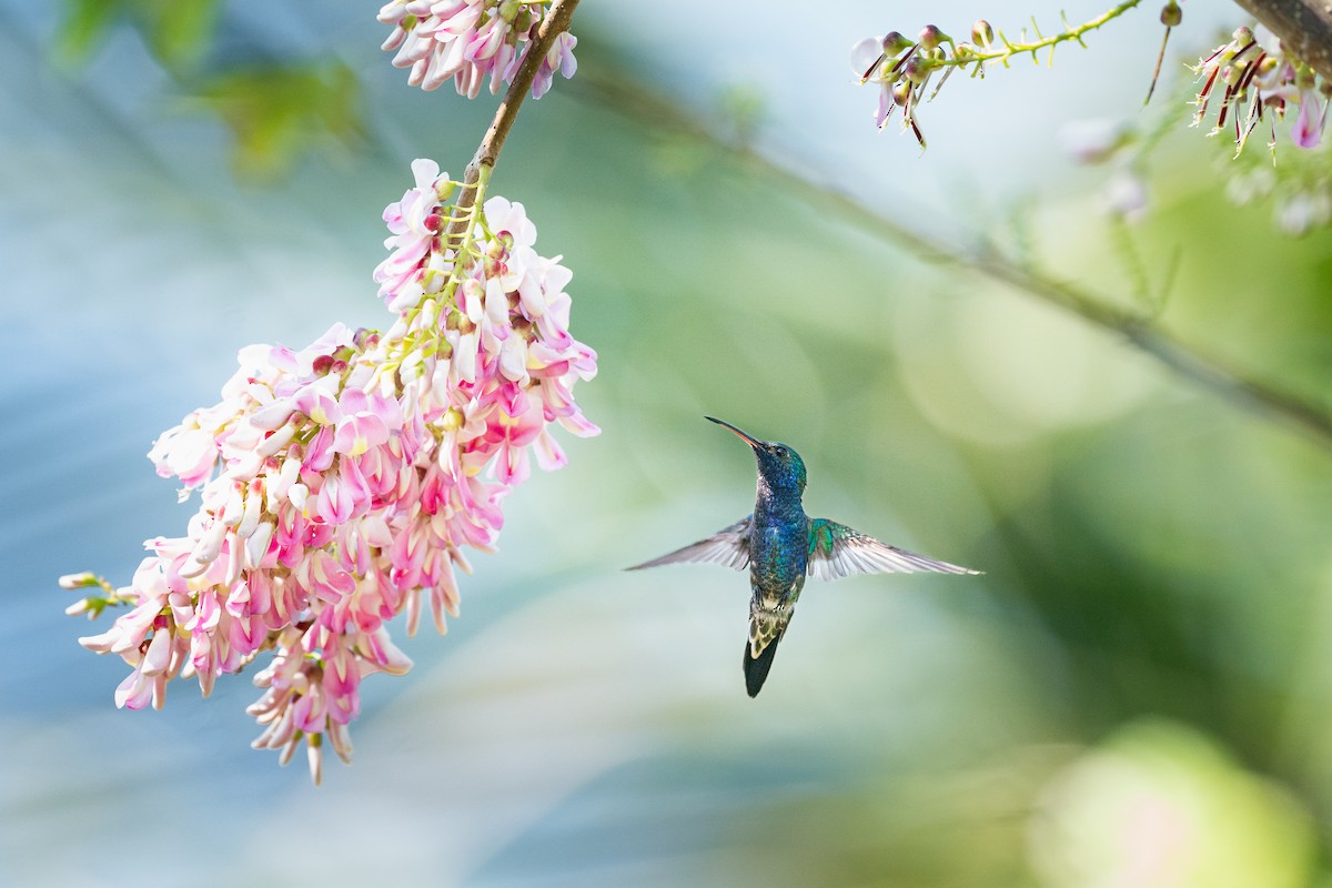 Sapphire-bellied Hummingbird - Jérémy Calvo